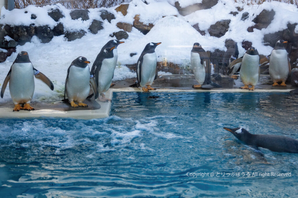 おたる水族館ペンギンの雪中おさんぽスタンバイ中