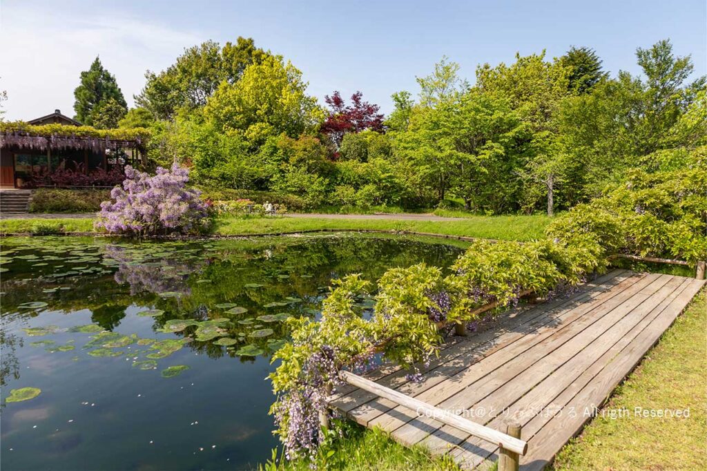 清水公園花ファンタジアの池の周りの３か所の藤の花