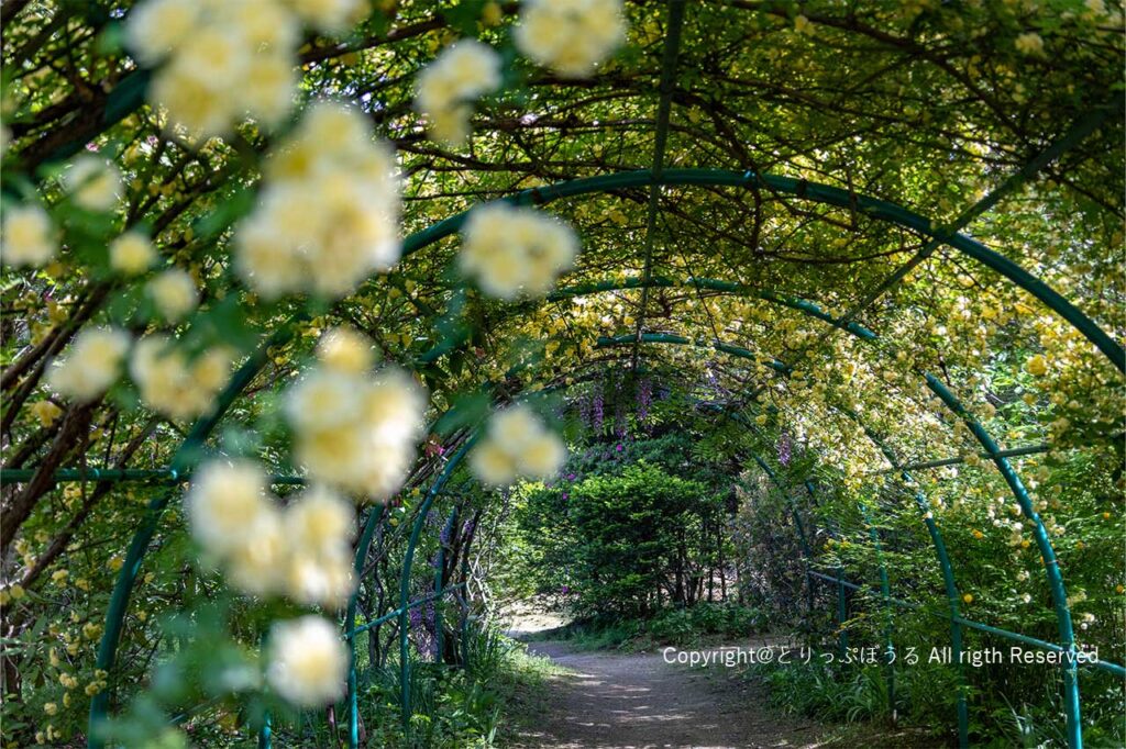 清水公園花ファンタジアイングリッシュガーデンの藤棚
