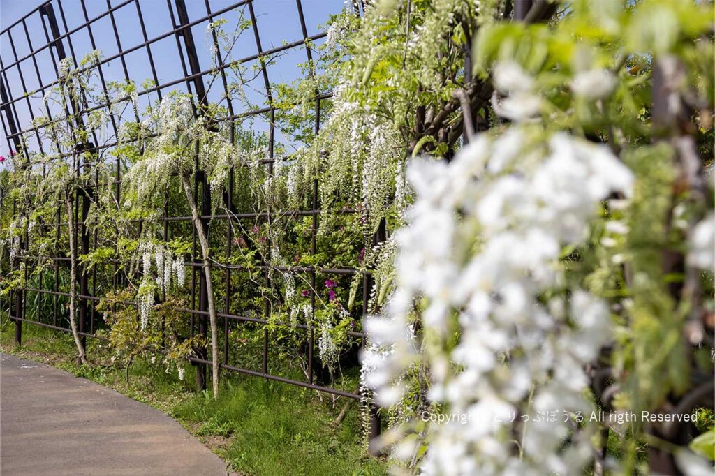 清水公園花ファンタジアの白藤の花