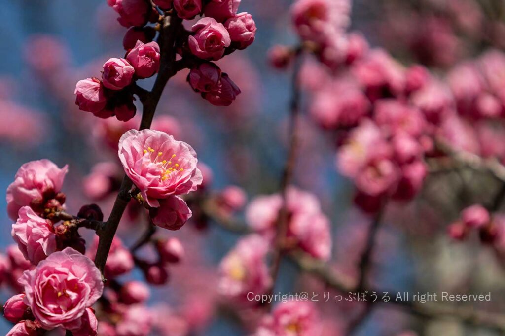 新潟白山神社のピンク色の梅の花