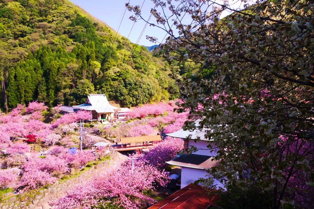 大分一心寺桜の雲海