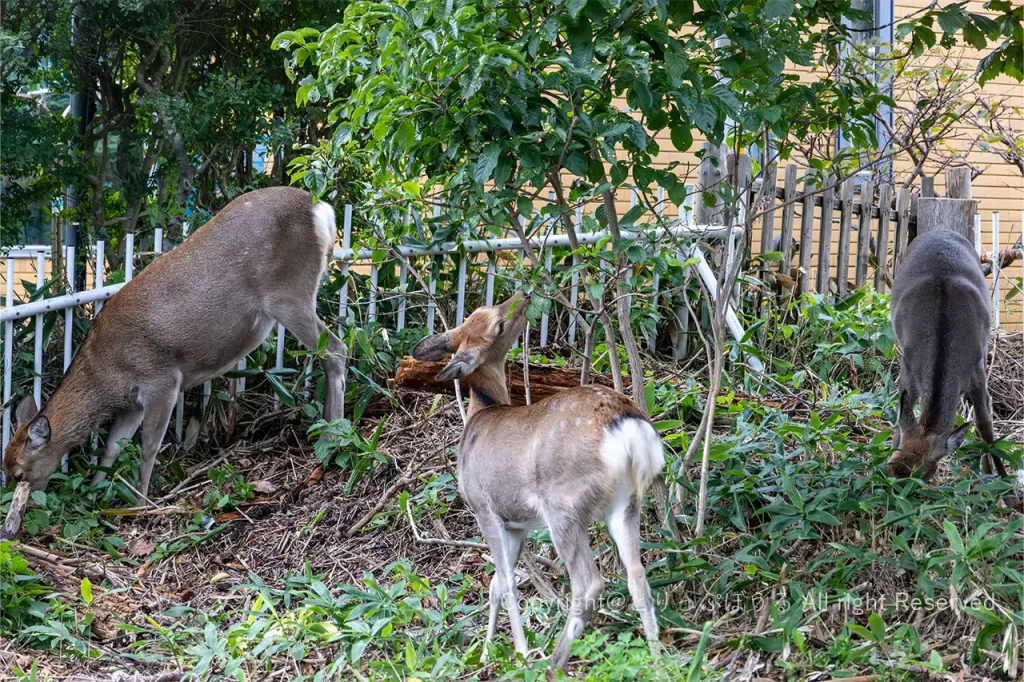 根室明治公園のシカ