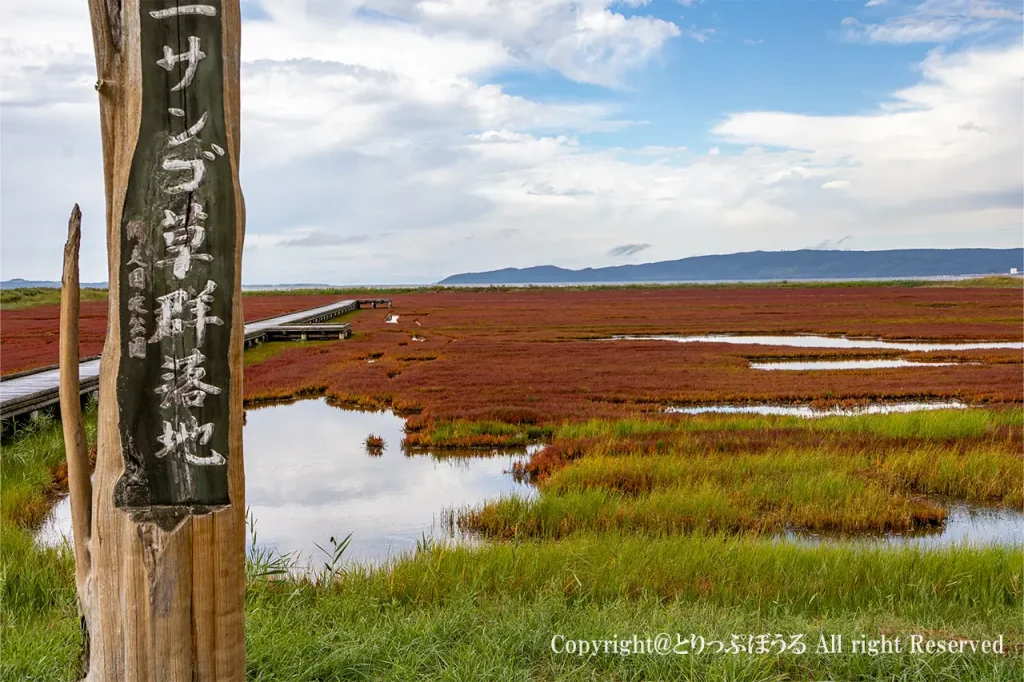 卯原内サンゴ草群落地木碑