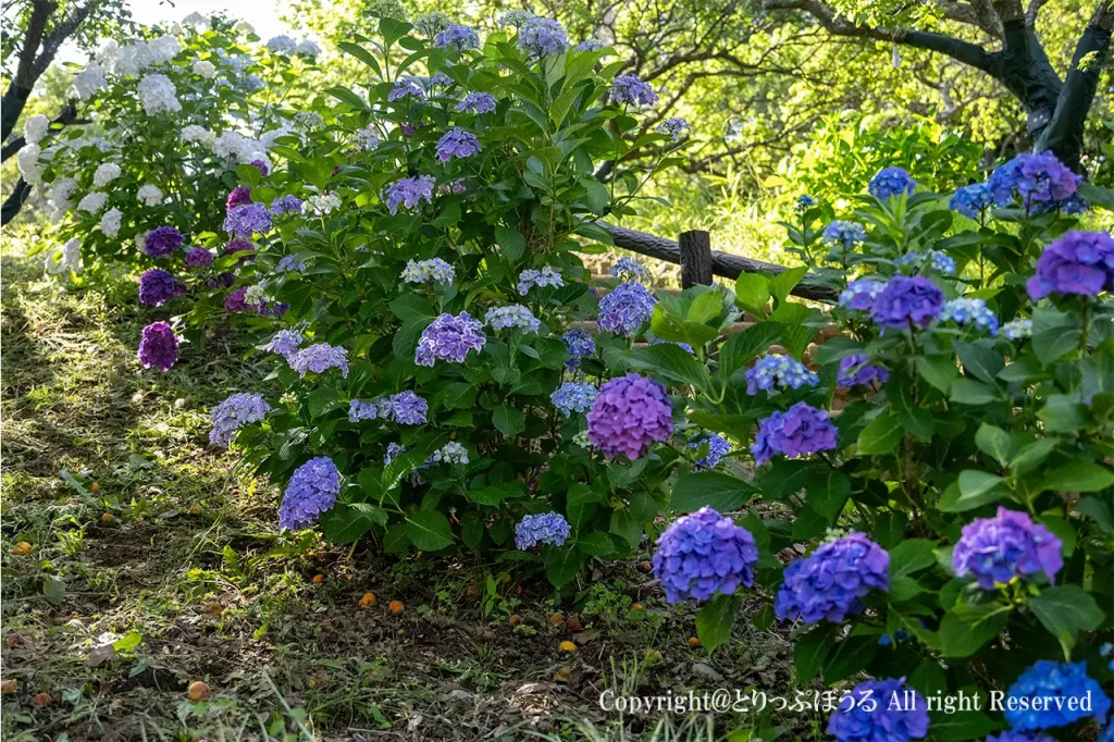柏市あけぼの山農業公園のハーブの丘付近のあじさい