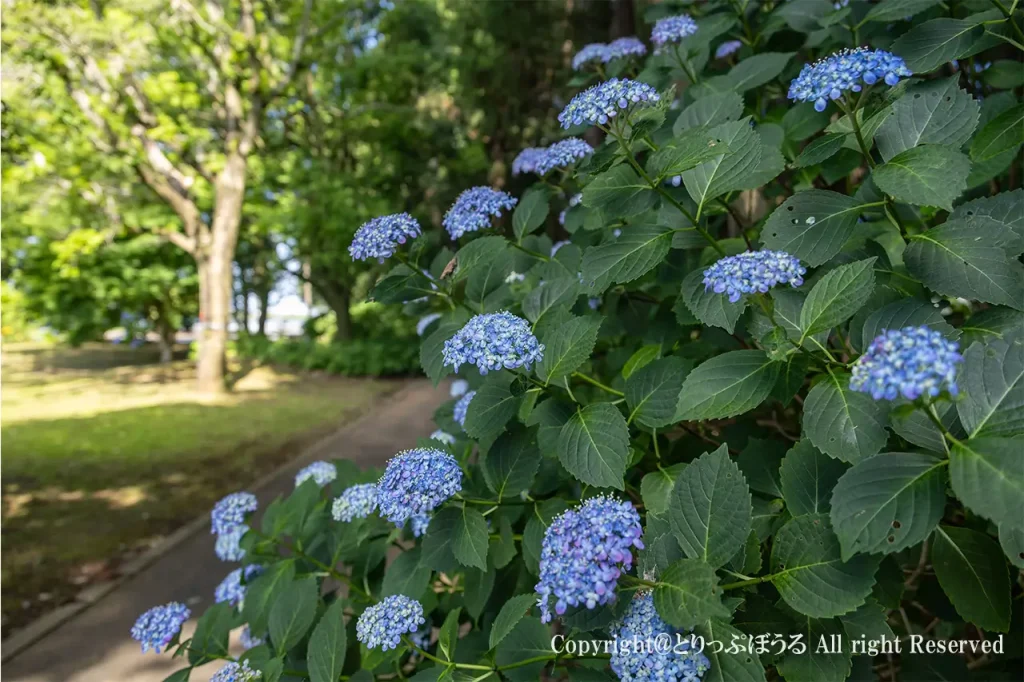 柏市あけぼの山農業公園のあじさい