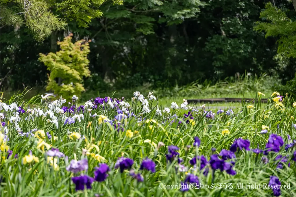佐倉城址公園の菖蒲園