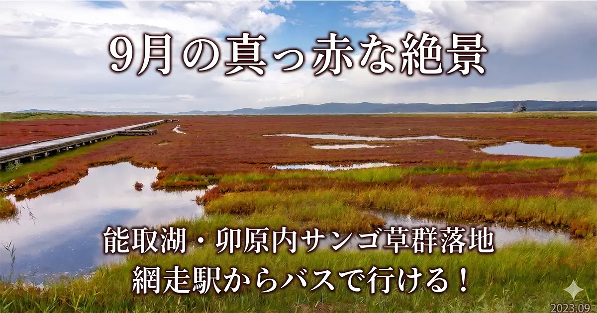 能取湖・卯原内サンゴ草群落地