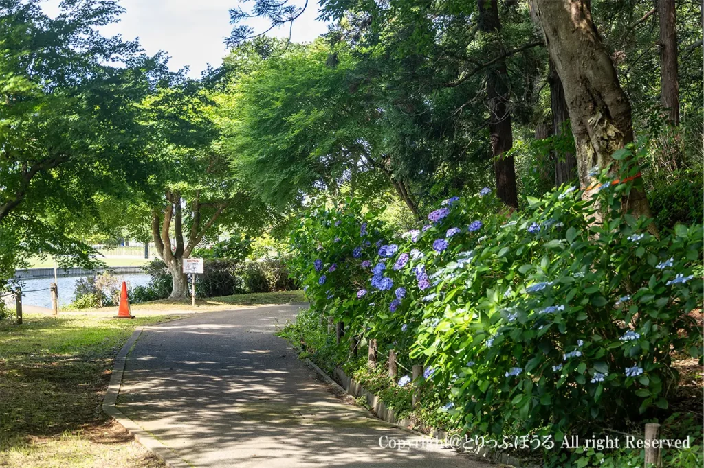 柏市あけぼの山農業公園のあじさい通り
