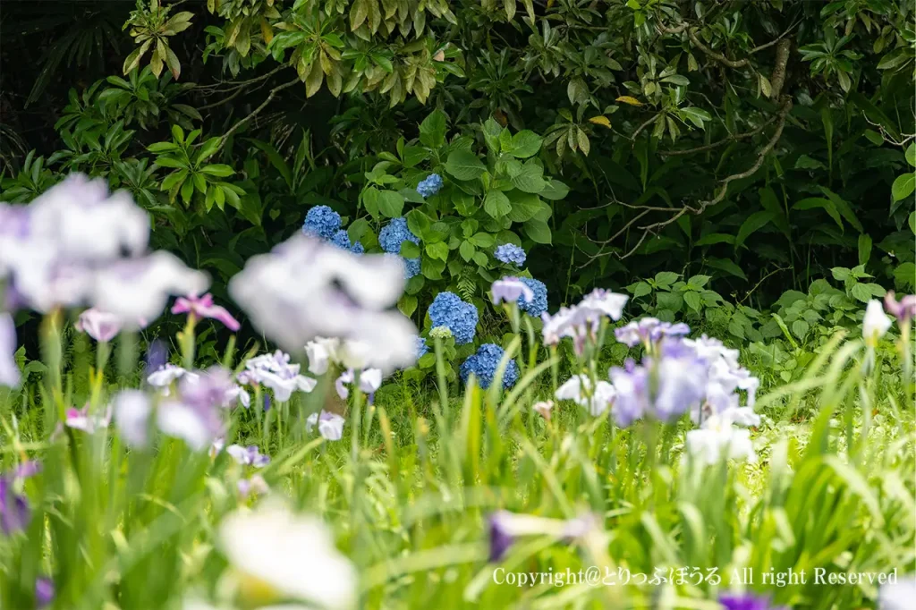 佐倉城址公園のあじさいと花菖蒲