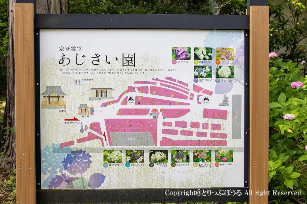 宗吾霊堂あじさい園看板