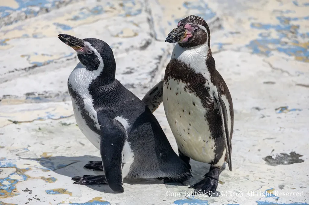 稚内市立ノシャップ寒流水族館ペンギン