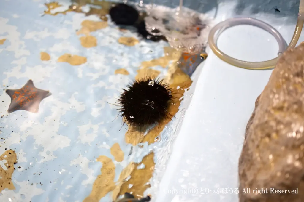 稚内市立ノシャップ寒流水族館ウニ
