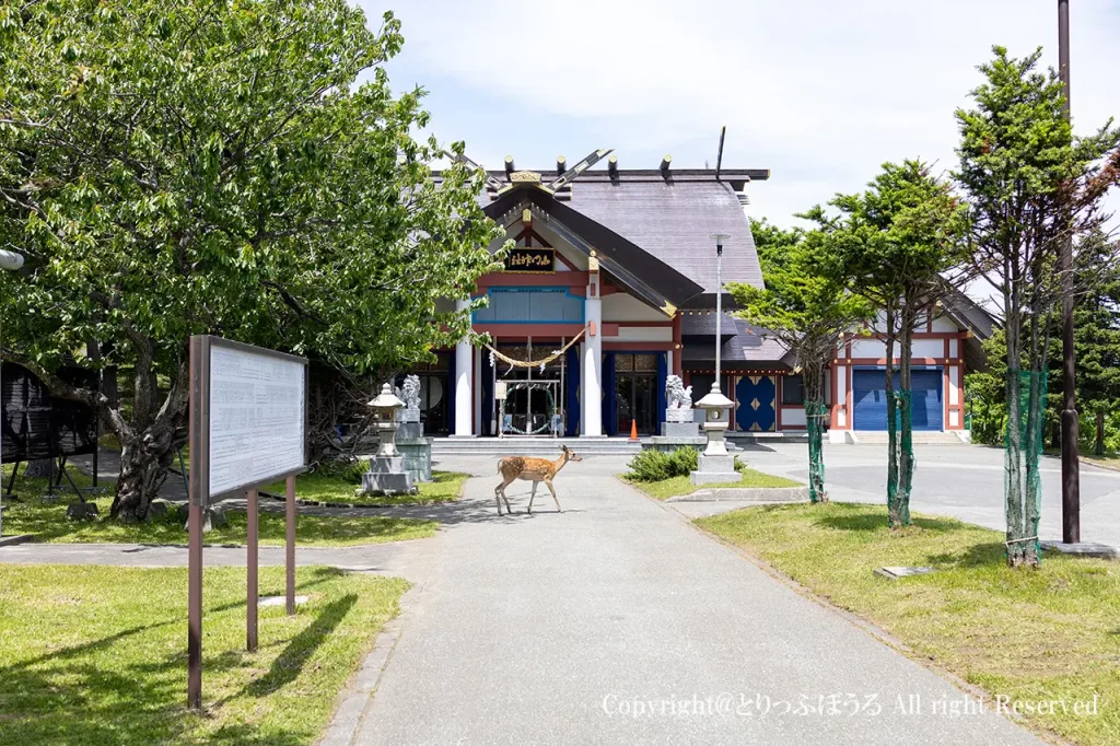 稚内の北門神社本殿とシカ