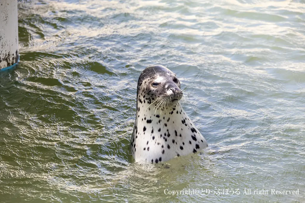 稚内市立ノシャップ寒流水族館エサ待ちアザラシ