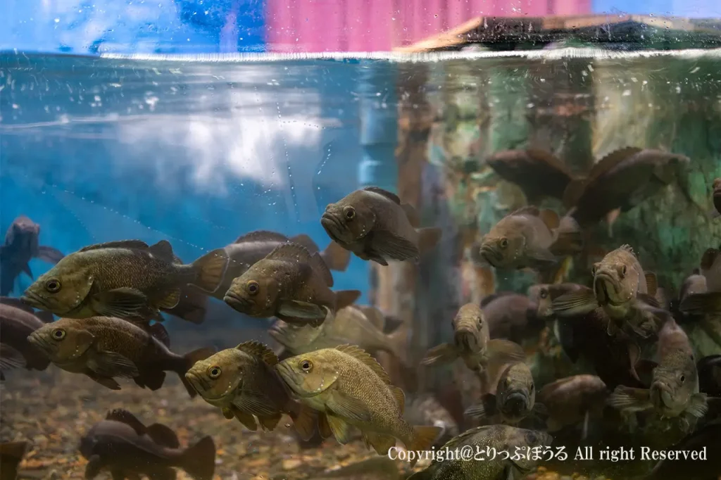 稚内市立ノシャップ寒流水族館水槽