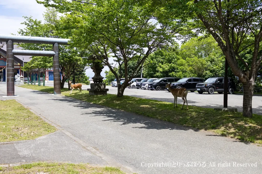 稚内の北門神社の参道を横切るシカ