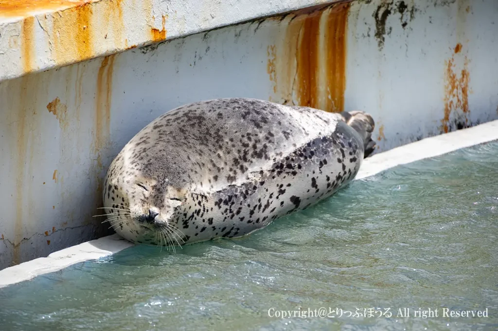 稚内市立ノシャップ寒流水族館寝るアザラシ