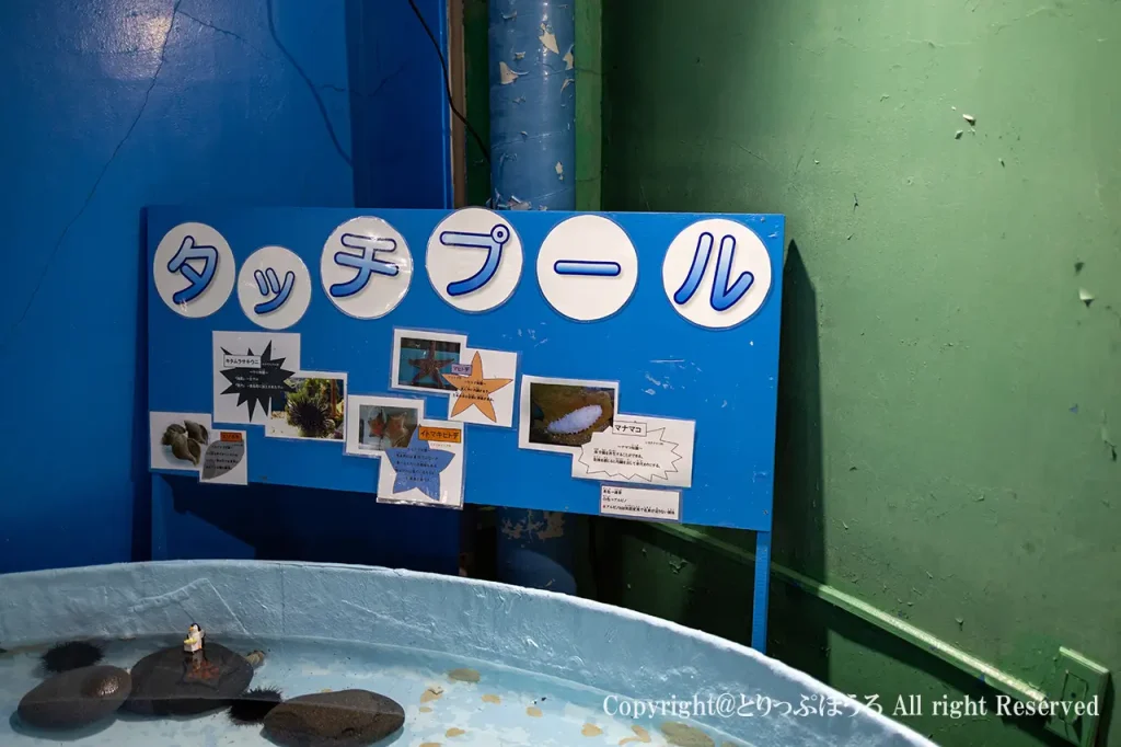 稚内市立ノシャップ寒流水族館タッチプール