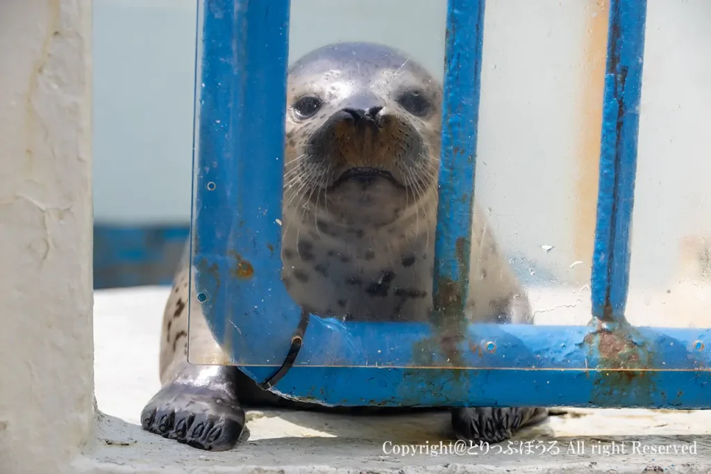稚内市立ノシャップ寒流水族館アザラシ赤ちゃん