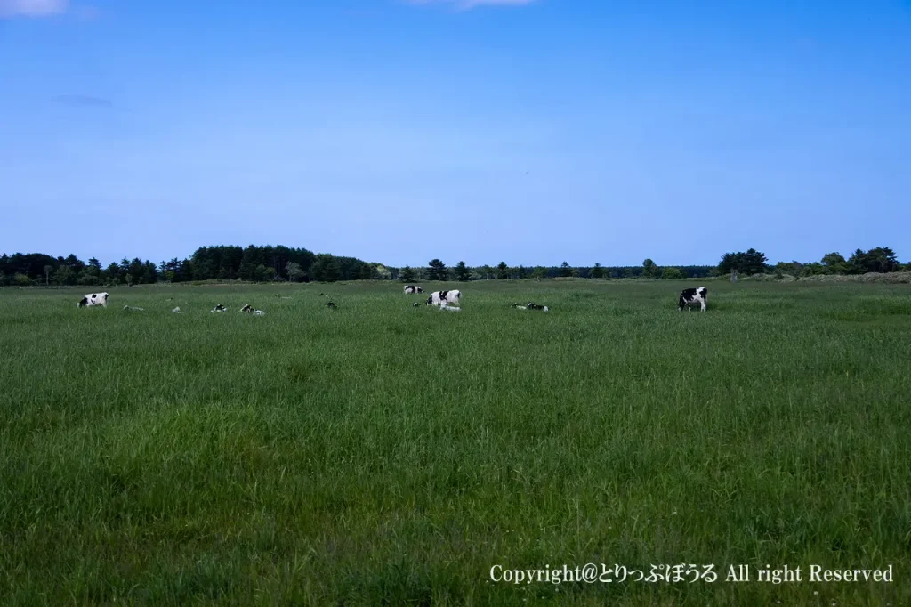 エサヌカ線沿いの牧場で放牧されている牛と北海道の雄大な景色