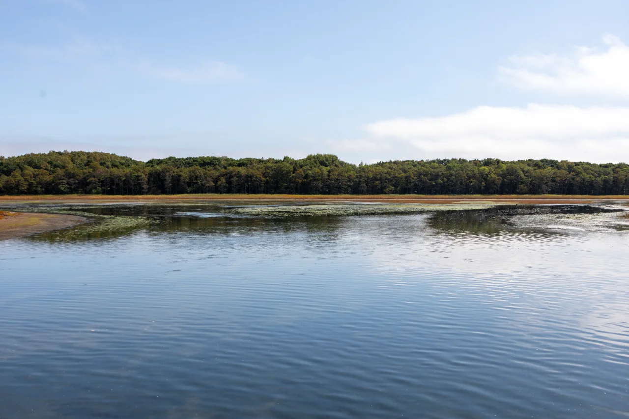 鶴沼原生花園の吊り橋から見た陸側の景色