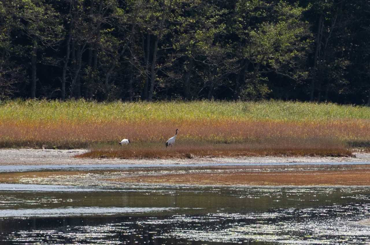 鶴沼原生花園のアッケシソウ群落の紅葉