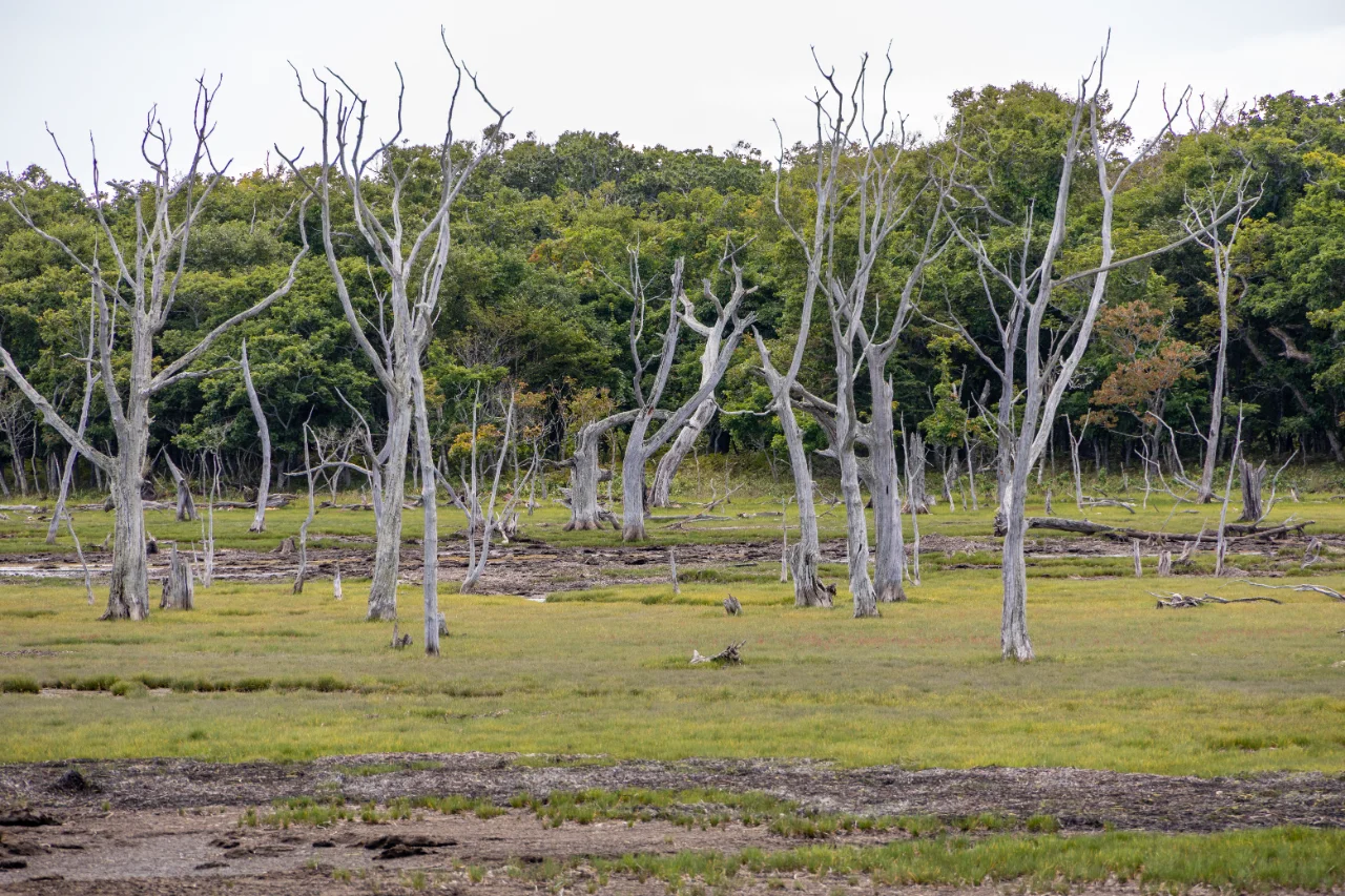 野付半島ナラワラの立ち枯れた木々