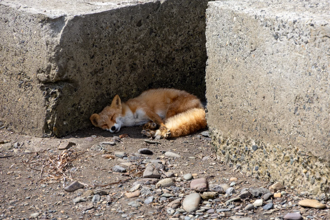 ネイチャーセンター前の石の日陰で眠るキタキツネ