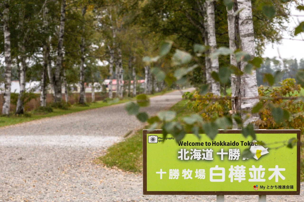 十勝牧場白樺並木の看板と並木道
